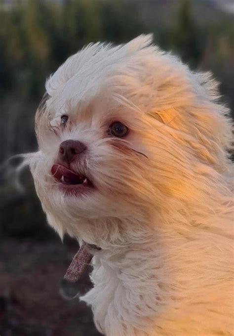 Psbattle This Dog With The Wind In Its Face Rphotoshopbattles