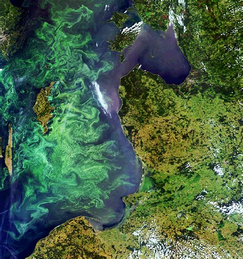 Esa Envisat Image Of A Phytoplankton Bloom In The Baltic Sea