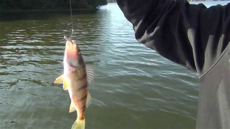Daiwa Ultralight Fishing Pole Review Youtube