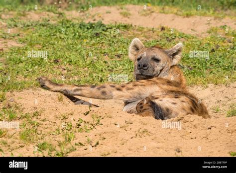 Hyena Lying In A Sand Pit Enjoying The Sun Being Lazy Stock Photo Alamy
