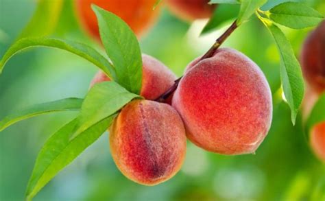 We have compiled a short but effective peach tree care guide for growing fruit trees. Peach Tree Care: How to Grow and Care Peaches - Home and ...