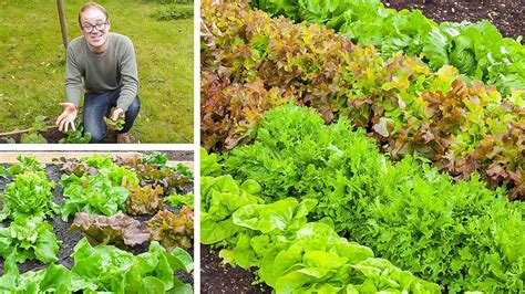 Growing Lettuce From Sowing To Harvest Youtube