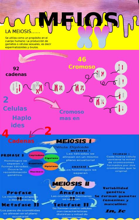 Infografía Meiosis Esquemas Y Mapas Conceptuales De Biología Docsity