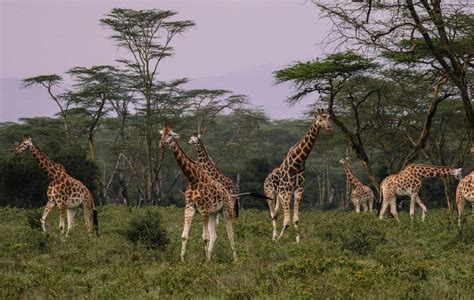 Giraffe Social Structure As Complex As Elephants Africa Geographic
