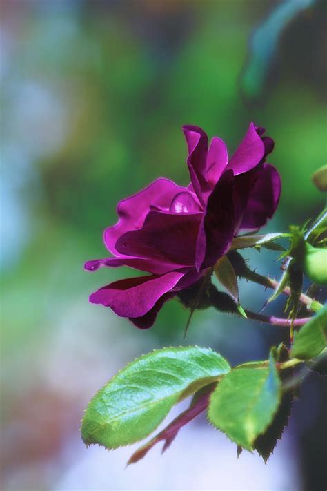 Fuchsia Rose In Bloom Photograph By Bill Tiepelman