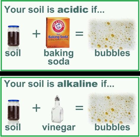 Knowing the soil ph in the planting beds in your garden will allow you to group plants by their ph needs. Acidity/alkaline soil | Garden | Pinterest