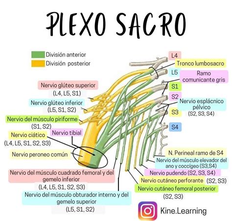 Plexo Sacro Imagen Apuntes Anatom A M Dica Anatomia Y Fisiologia Humana Anatomia Y Fisiologia