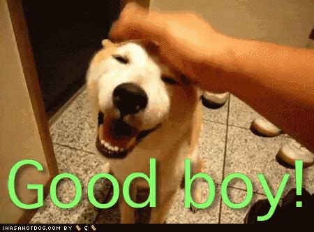 5 year old boys have never been easier to buy for! Whos A Good Boy GIFs - Find & Share on GIPHY