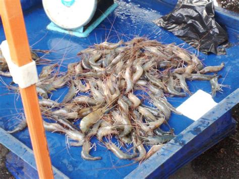 Airasia sales offices, travel & service centres. GoFish Corner: Pasar Tani @ Kuala Terengganu