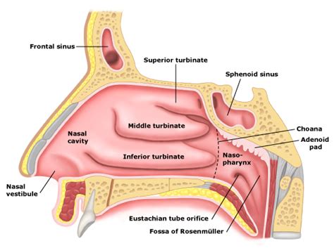 Detailed diagram of the structure from inside of the stomach. Nasopharynx - Anatomy of the Neck
