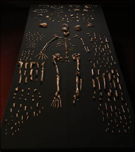 Homo naledi appears to have lived near the same time as early ancestors of modern humans. Discovery of Homo naledi adds a new branch to the human ...