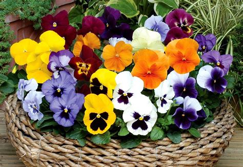 Pansy Flowers Wallpapers Top Free Pansy Flowers Backgrounds