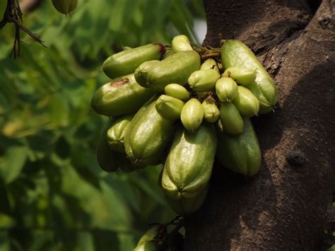 There are three main varieties of cucumber—slicing, pickling, and burpless/seedless—within which several cultivars have been created. Bilombi or Cucumber tree, Averrhoa bilimbi