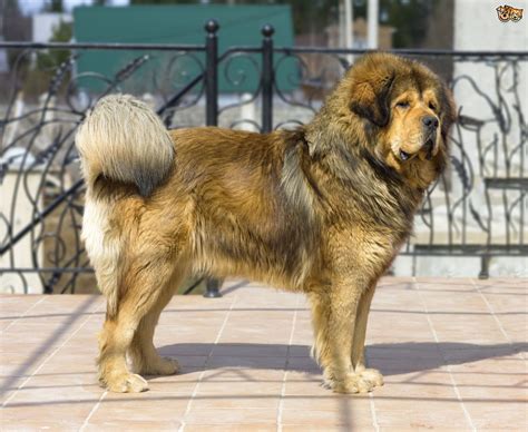 10 Very Unique Dog Breeds You May Not Know About Pets4homes