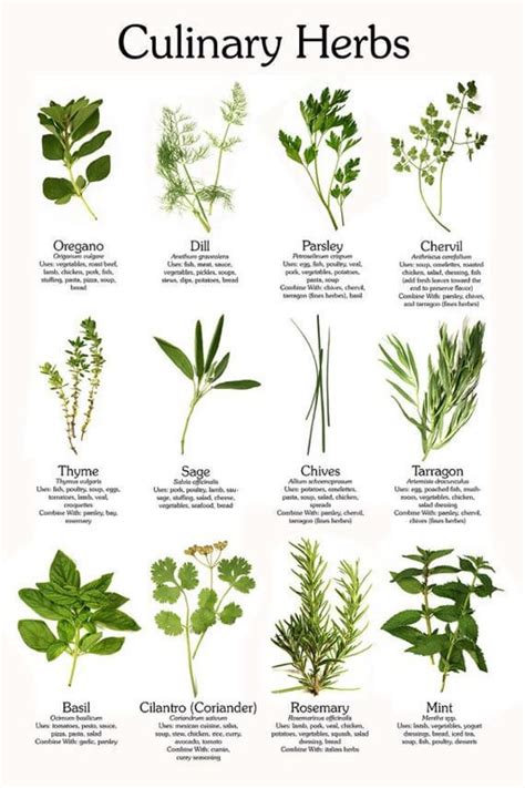 Common Herbs And Their Uses Coolguides