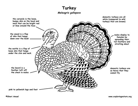 Kids pointing body part set bundle. Turkey