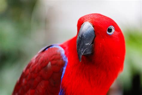 5 Types Of Talking Parrots