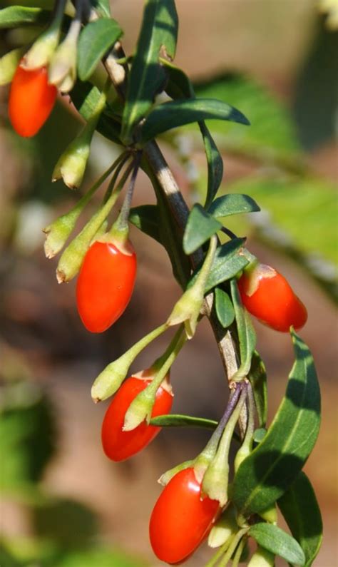 Goji Berry Growing Pruning Fruiting Care And Health Benefits