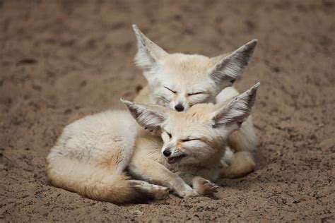 Cute Carnivores And Beautiful Birds Six National Animals From Across