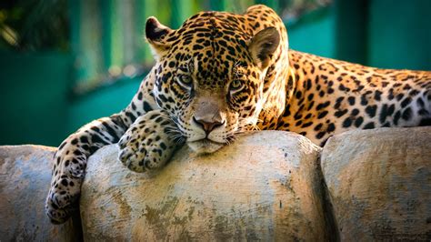 Wallpaper Wild Cat Jaguar Have A Rest 3840x2160 Uhd 4k Picture Image