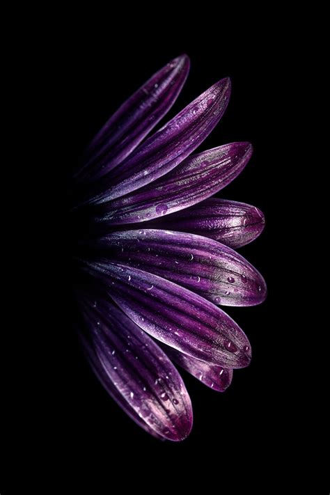 Official app page get best 4k amoled wallpapers here ❤ giveaway 2020 result announcement tomorrow official app link bit.ly/2snq2ca. AMOLED Flower Wallpaper | Phone wallpapers vintage, Flower ...