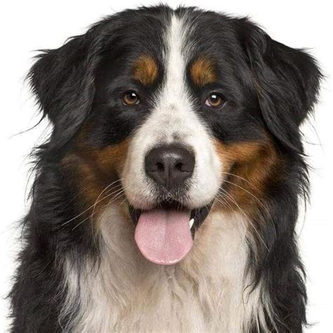 Shop Bernese Mountain Dog Collection For Your Berners Care Needs