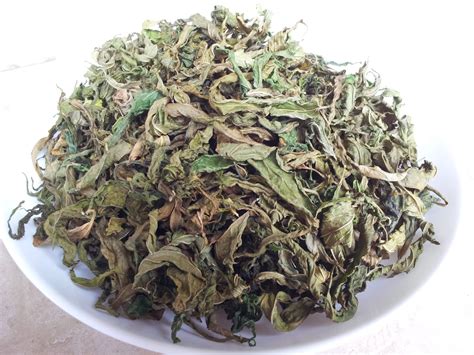 Despite these claims, which come amid anecdotes of its curative properties, there has not been any scientific proof that the herb has any actual effect on cancer. Sabah Snake Grass Dealer Singapore: Prices of Sabah Snake ...