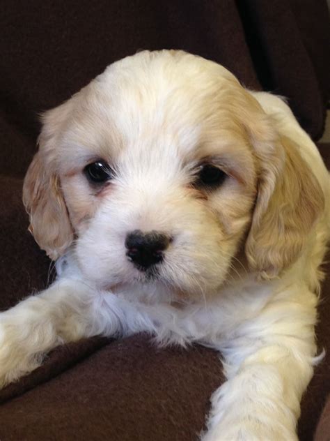 All of our cavachons are vaccinated, wormed, flea treated, microchipped and dna health tested for over 30 different genetic diseases. Cavachon Puppies for Sale in London | London, West London ...