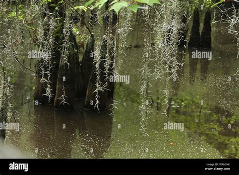 Spanish Moss Hanging Over Swamp Water Stock Photo Alamy