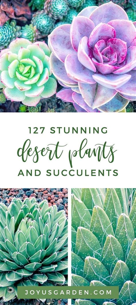 127 Stunning Desert Plants And Succulents Desert Plants Paddle Plant
