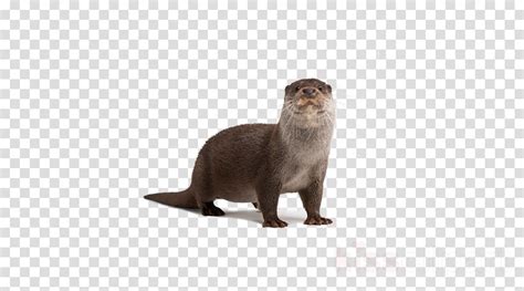 River Otter Clipart 10 Free Cliparts Download Images On Clipground 2022