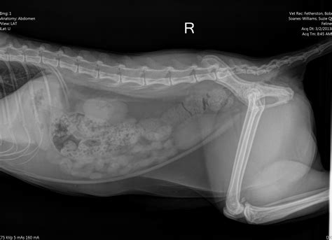 My cat is 3 yrs old. For the last day your cat has been sneezing, licking its ...