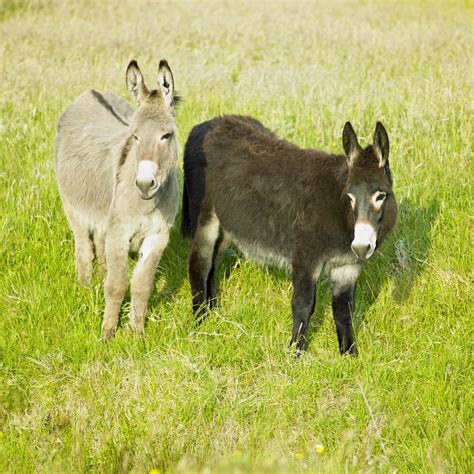 Do Donkeys Laugh At Funny Things Smarter Horse