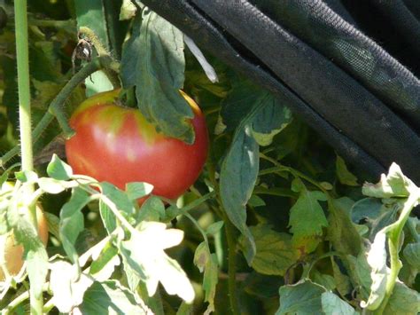 Tomato Shade In Umbrellas Fixes