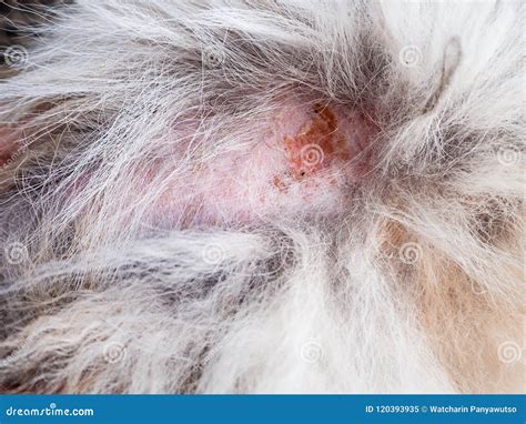 Close Up The Skin And Dog Hairthis Show The Dermatitis In Dog And
