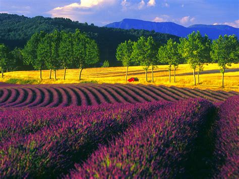 Lawn, an area of mowed grass. The Lavender Field of Provence - France - World for Travel