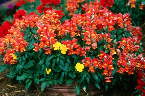 Snapdragons Mesmerize As Cool Season Plantings Mississippi State