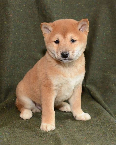 Shiba Inu Puppies For Sale Denver Co 267489 Petzlover
