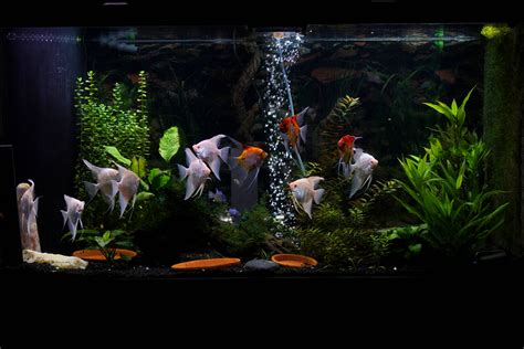 Low Tech Planted Angelfish Tank Raquariums