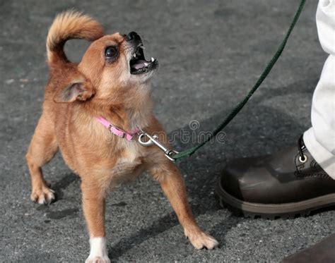 Mean Chihuahua stock image. Image of funny, danger, comedy - 1910211