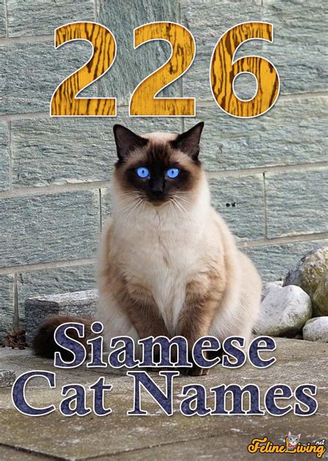 Siamese Cat Names Best Names For Your Furbulous Pet Hot Sex Picture