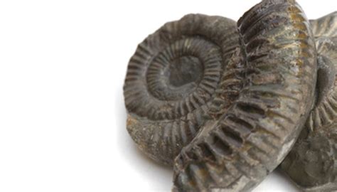 How To Clean A Fossil With Vinegar Sciencing