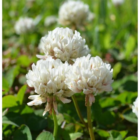 White Dutch Clover Seed Nitro Coated And Inoculated Seed World
