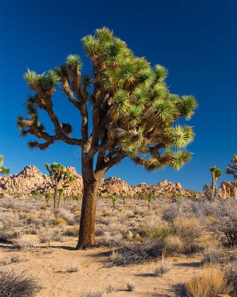 Joshua Tree National Park Stock Photo Image Of Travel 77637176