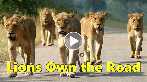 Lions Own The Road Youtube