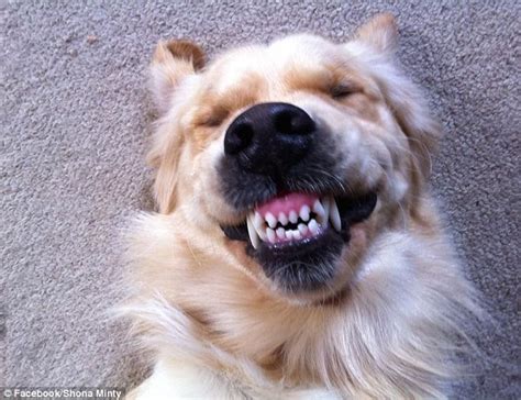 Dog Owners Share Adorable Pictures Of Their Canine Friends Flashing