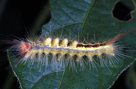 Sycamore tussock moth of the erebidae family is indigenous to northeastern mexico, eastern united states, and southeastern canada. Who Let the Bugs Out? | Purdue | entomology | insect ...