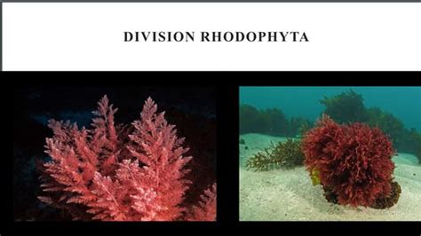 Division Rhodophyta Characteristics And Importance Of Red Algae Ppt