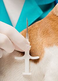Industrial, s/n, 25270 sant guim de freixenet (lleida), spain. Microchips For Your Pets | King's Ridge Veterinary Clinic