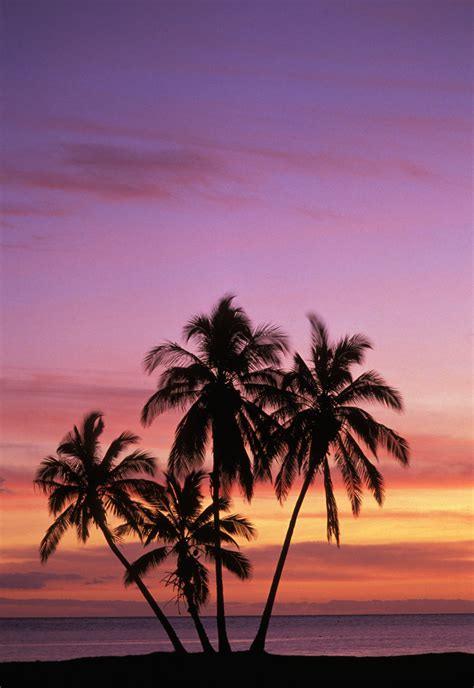 Hawaii Molokai Cluster Of Palm Trees With Beautiful